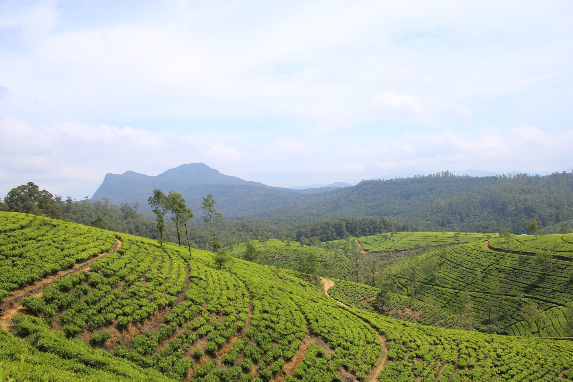 Green tea gardens in Nuwara Eliya, Sri Lanka